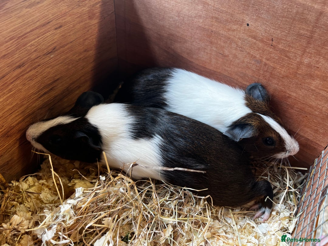 Guinea Pig rodents for sale: Dutch Sows/girls - Image 4