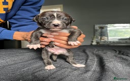 Mixed Breed dogs for sale: American bulldog staffy 🏡 - Image 14
