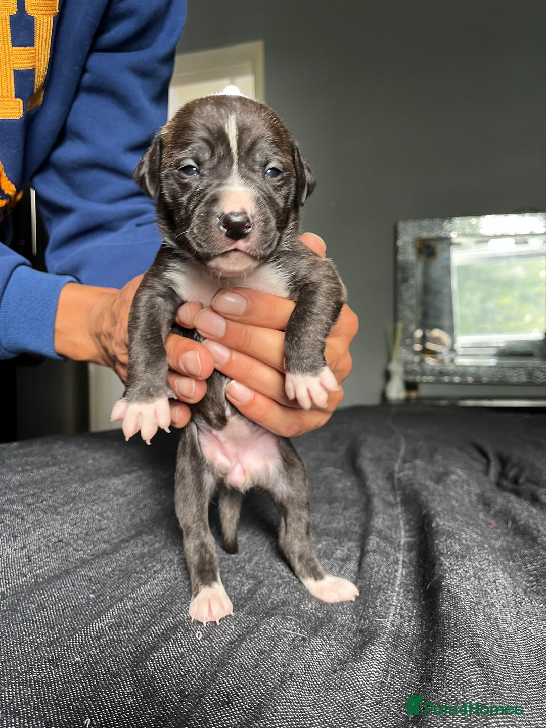 Mixed Breed dogs for sale: American bulldog staffy 🏡 - Image 14