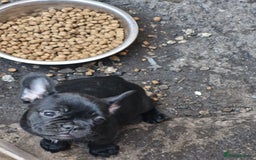 French Bulldog dogs for sale: French puppy's  - Image 2