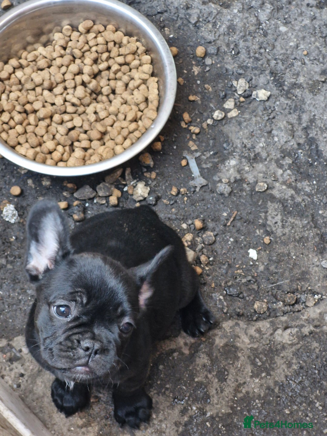French Bulldog dogs for sale: French puppy's  - Image 2