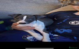 Italian Greyhound dogs for sale: Male neutered 9month Italian greyhound Boyce £1250 - Image 1
