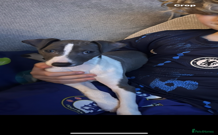 Italian Greyhound dogs - Advert 1