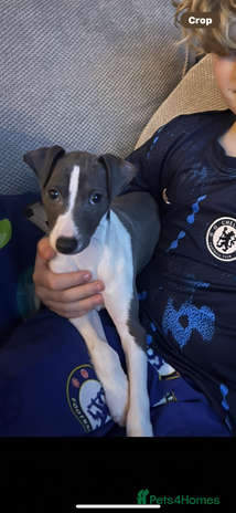 Italian Greyhound dogs - Advert 8