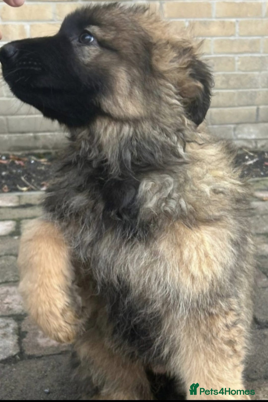 German Shepherd dogs for sale: stunning German Shepard puppies - Advert 2