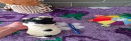 Saint Berdoodle dogs for sale: Miniature F1b Saint Bernadoodles  - Advert 19