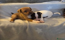 Jack Russell dogs for sale: Stunning miniature Jack Russell Puppies - Image 2
