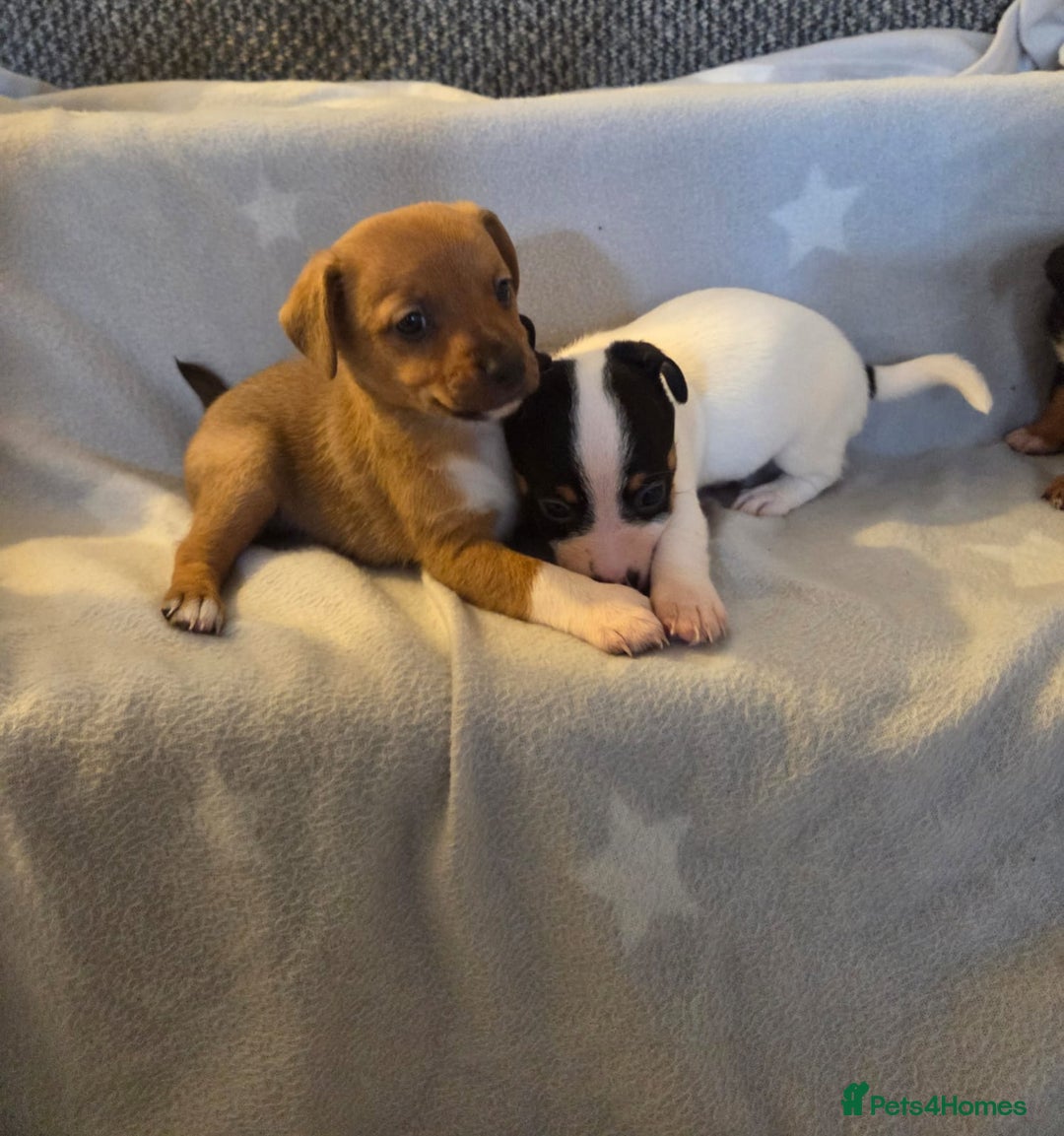 Jack Russell dogs for sale: Stunning miniature Jack Russell Puppies - Image 2