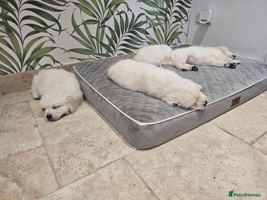 Golden Retriever dogs for sale: Extensively Health Tested English Cream Puppies - Advert 4