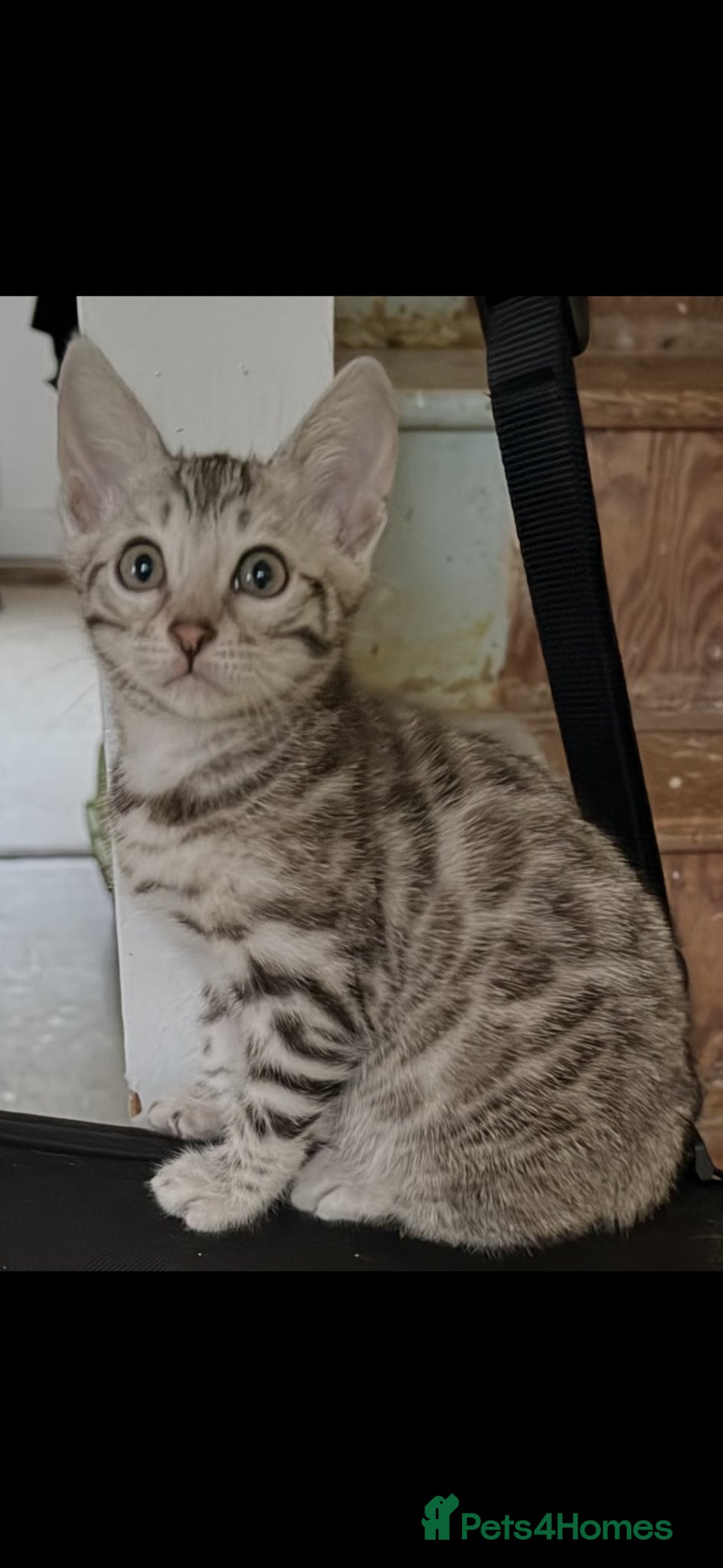 Bengal cats for sale: BENGAL 🔥 KITTENS TICA REGISTERED  - Advert 13