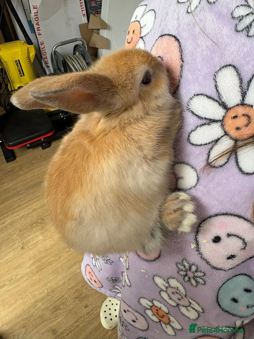 Mini Lop rabbits for sale: Mini lop rabbits in Hull - Advert 1