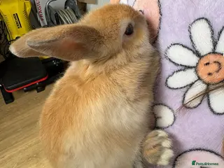 Mini Lop rabbits Mini lop rabbits - Advert 1