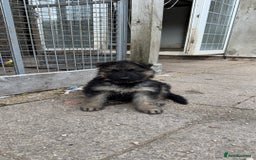 German Shepherd dogs for sale: Medium/long haired German shepherd puppies  - Image 18