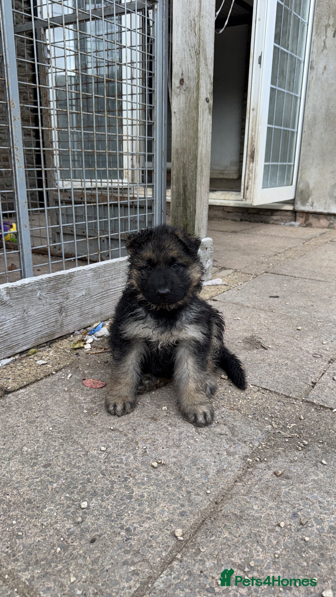 German Shepherd dogs for sale: Medium/long haired German shepherd puppies  - Image 18