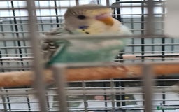 Budgerigars birds for sale: 3 X YOUNG BUDGIES WITH CAGE  - Image 4