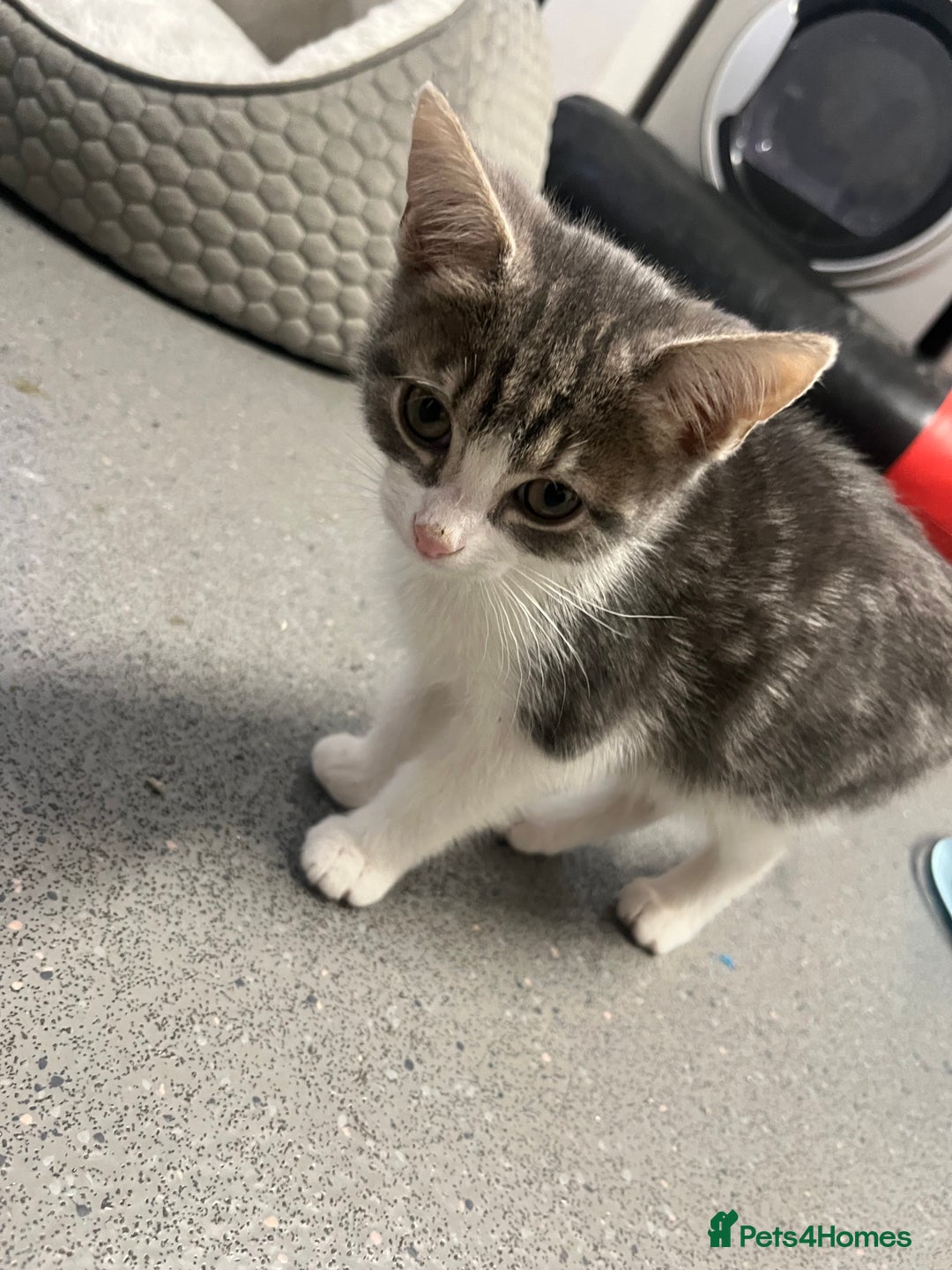 Mixed Breed cats for sale: 🐾 2 Handsome 10 week old Male Kitten  - Advert 5