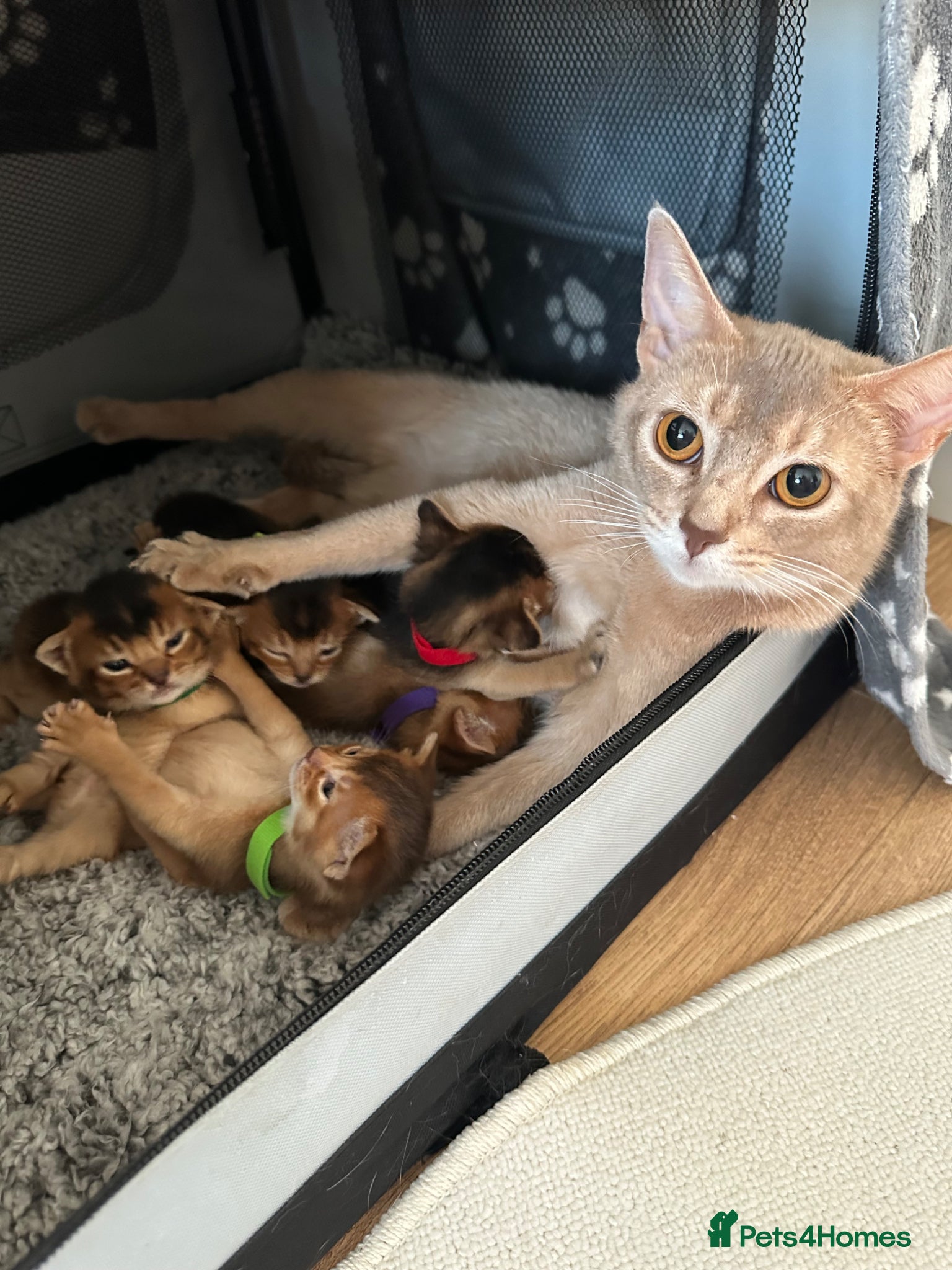Abyssinian cats Abyssinian kittens 🌟😻🌟 - Advert 3