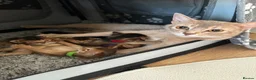 Abyssinian cats for sale: Abyssinian kittens 🌟😻🌟 - Advert 16