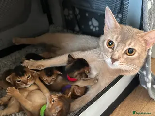 Abyssinian cats Abyssinian kittens 🌟😻🌟 - Advert 3