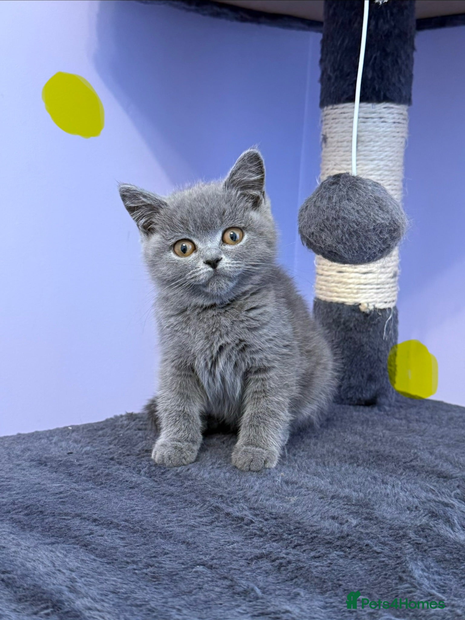 British Shorthair cats Gorgeous blue, British shorthair kittens  - Advert 2