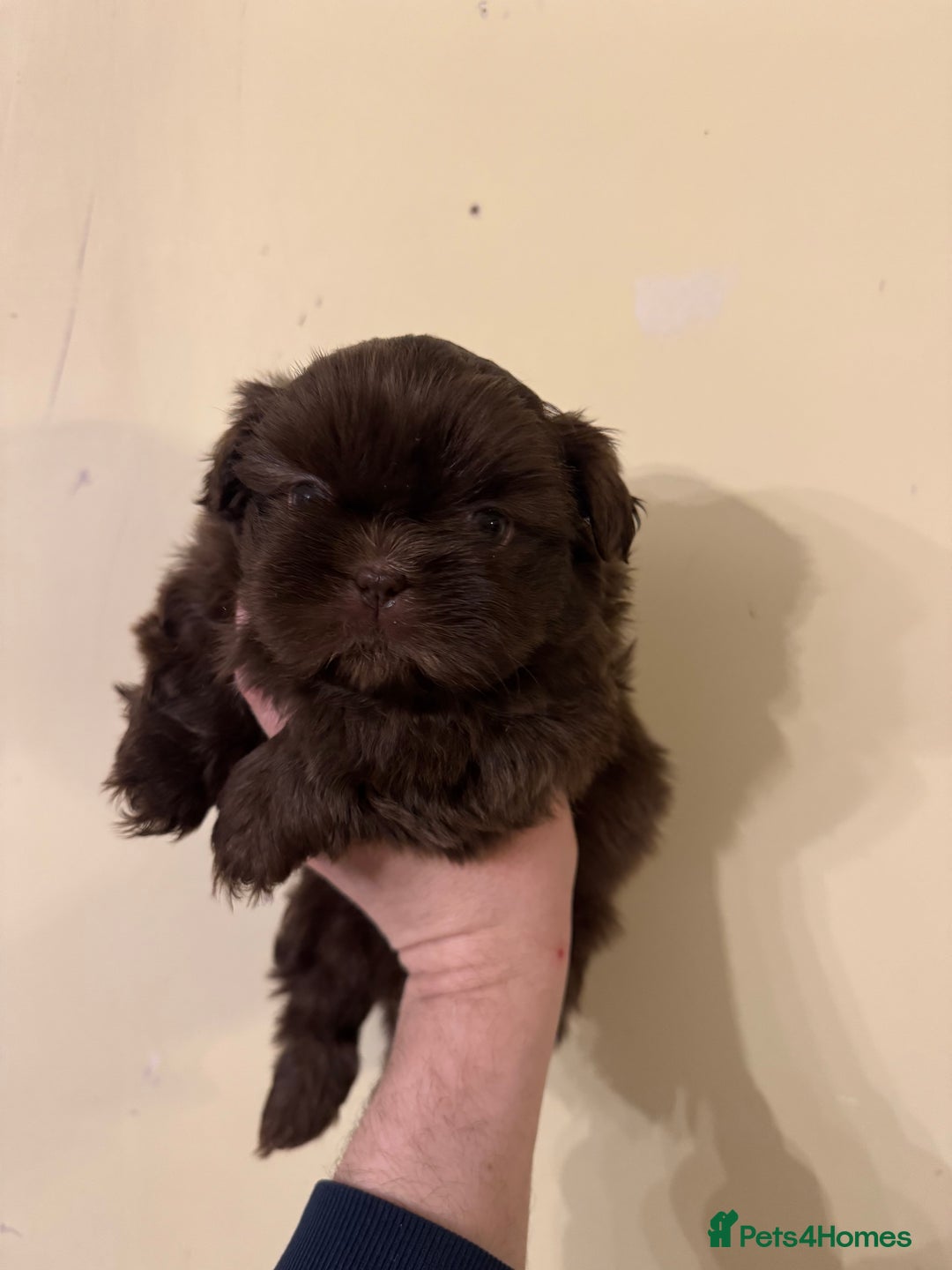 Shih Tzu dogs for stud: KC registered proven imperial Shih Tzu for stud  in Leicester - Image 11