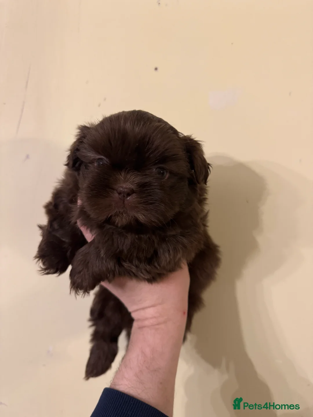 Shih Tzu dogs for stud: KC registered proven imperial Shih Tzu for stud  in Leicester - Advert 11