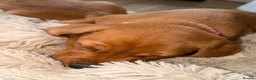 Labrador Retriever dogs for sale: Stunning fox red Labrador pups 🐶  in Rotherham - Advert 30
