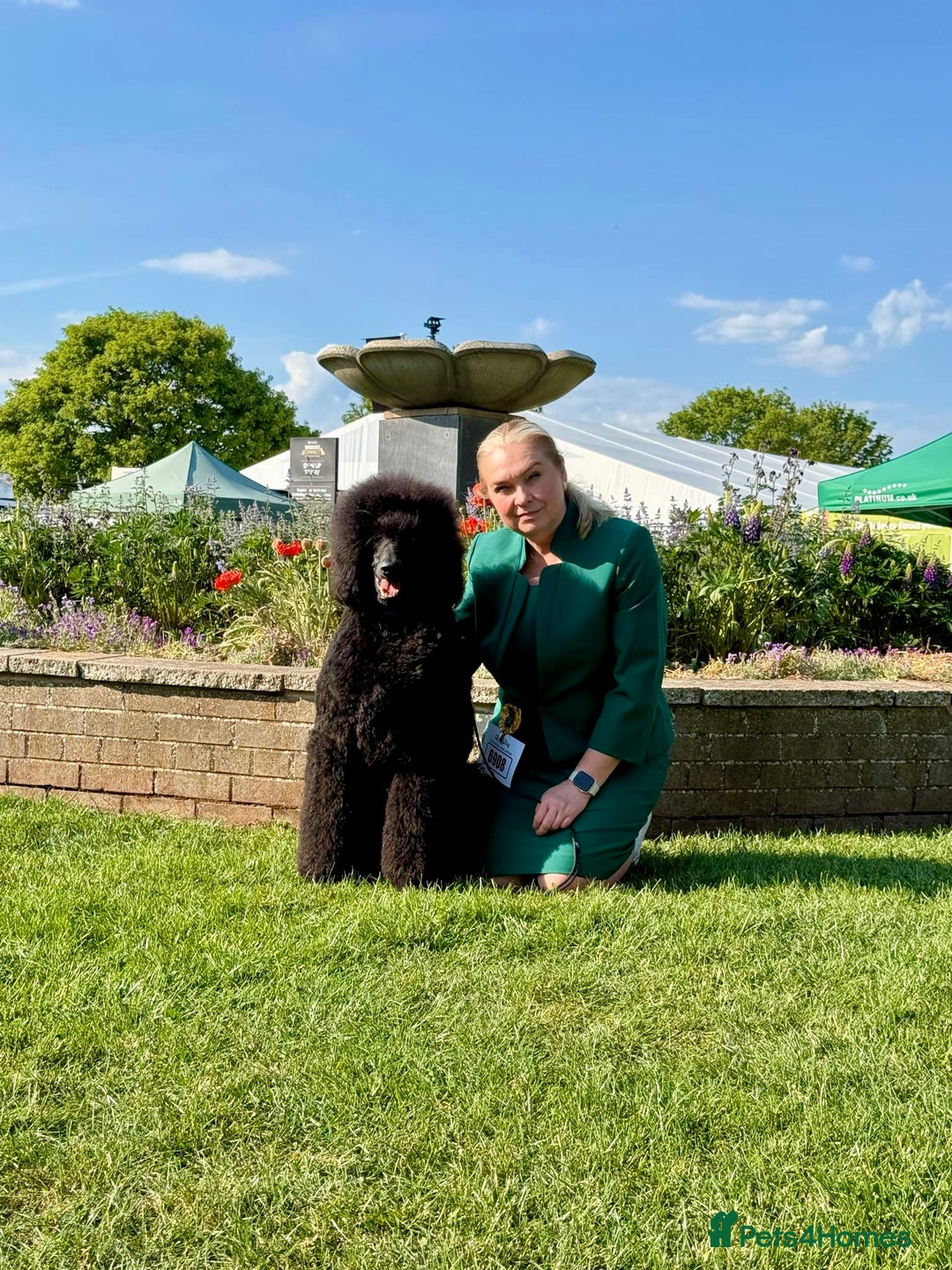 Standard Poodle dogs for sale: Seven Wonders of Standard Poodle Puppies - Advert 1