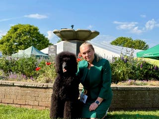 Standard Poodle dogs Seven Wonders of Standard Poodle Puppies - Advert 4