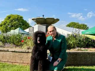 Standard Poodle dogs Seven Wonders of Standard Poodle Puppies - Advert 2