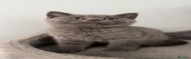 Big Chungus 