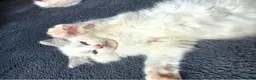 Ragdoll cats for sale: Amazing Ragdoll Babies  - Advert 19