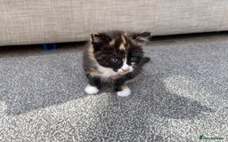 Mixed Breed cats for sale: Tortie kittens  - Image 3