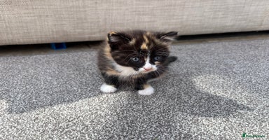 Mixed Breed cats - Advert 7