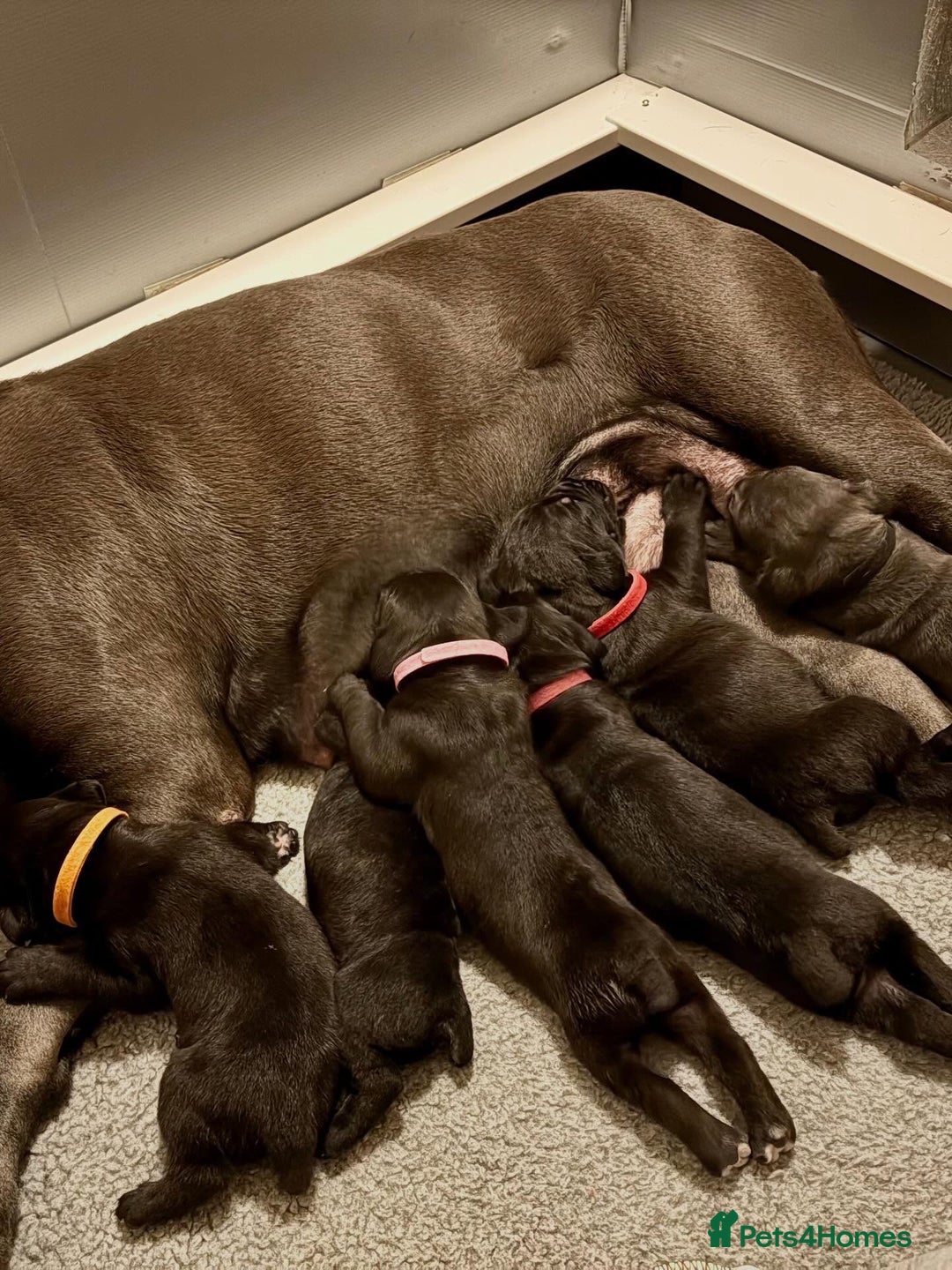 Cane Corso dogs for sale: Amazing Cane Corso puppies - Advert 7