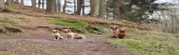 Cocker Spaniel dogs for sale: KC Registered Cocker Spaniel Boys in Stafford - Advert 12