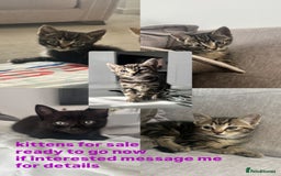 Mixed Breed cats for sale: 5 beautiful kittens - Image 1