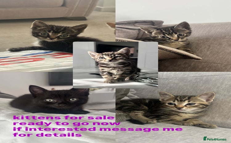 Mixed Breed cats - Advert 1