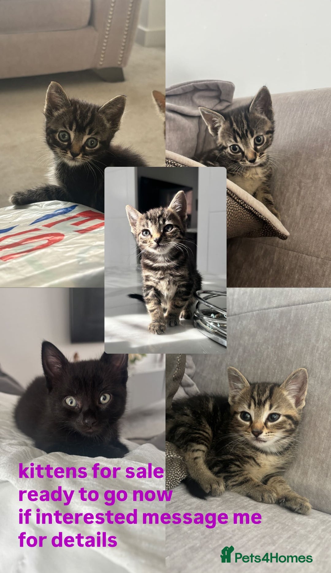 Mixed Breed cats for sale: 5 beautiful kittens - Image 1