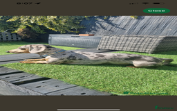 Miniature Dachshund dogs for sale: Mini dachshund puppies 6 weeks - Advert 35