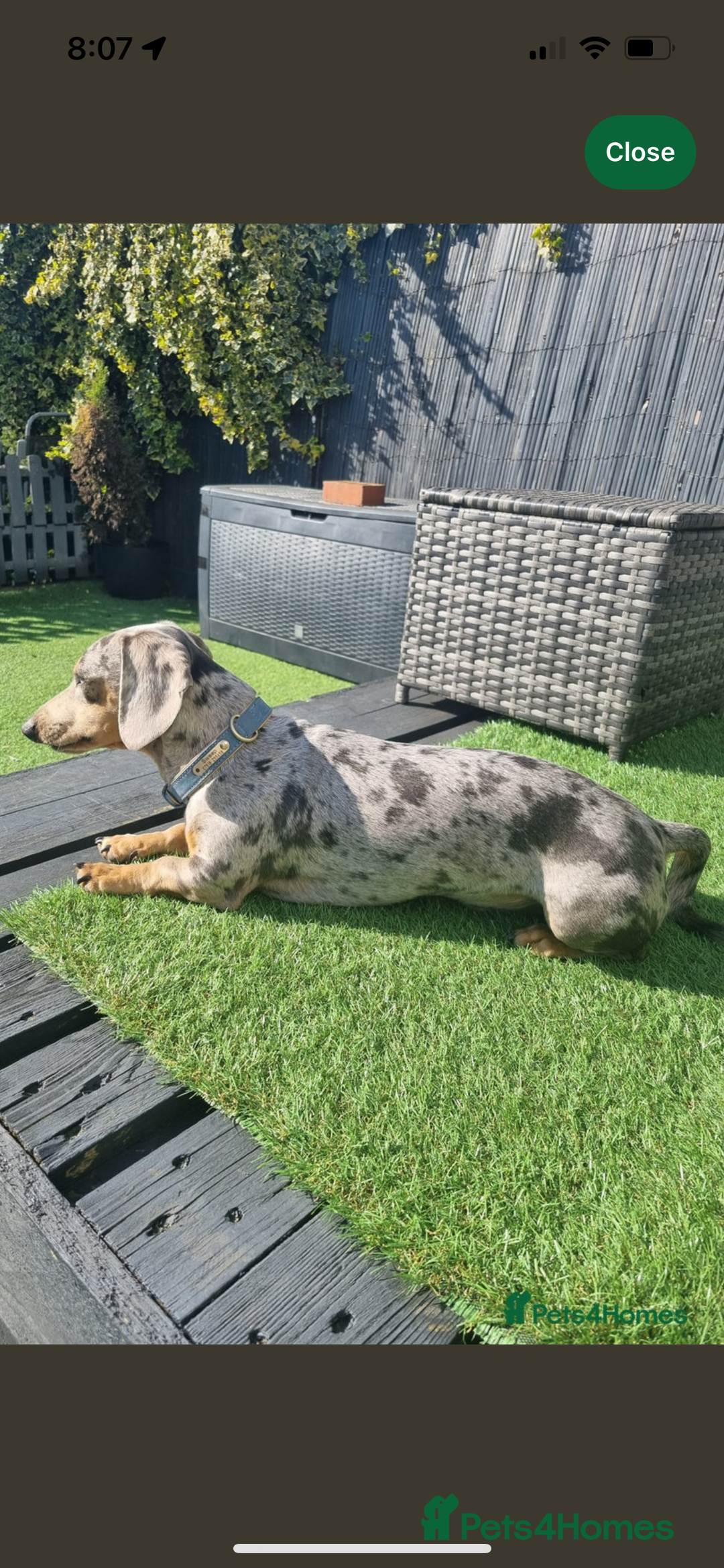 Miniature Dachshund dogs for sale: Mini dachshund puppies 6 weeks - Advert 35