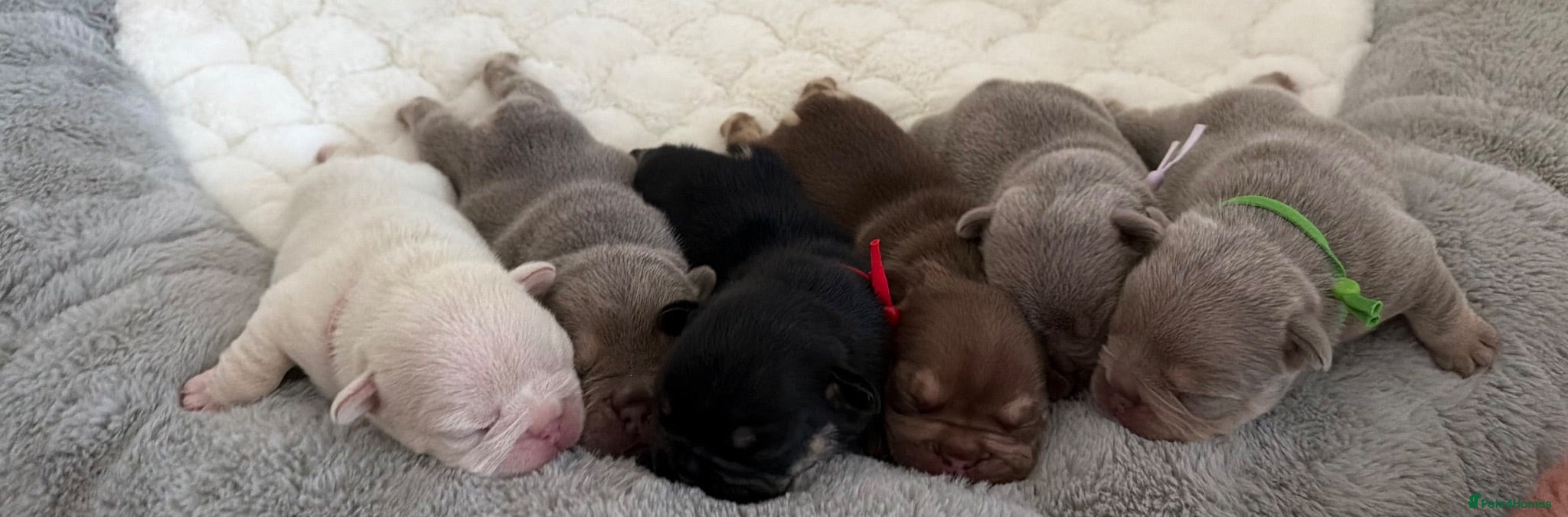 French Bulldog dogs KC French bulldog puppies highly healthed parents - Advert 1