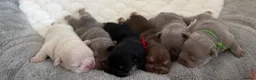French Bulldog dogs for sale: KC French bulldog puppies highly healthed parents - Advert 2