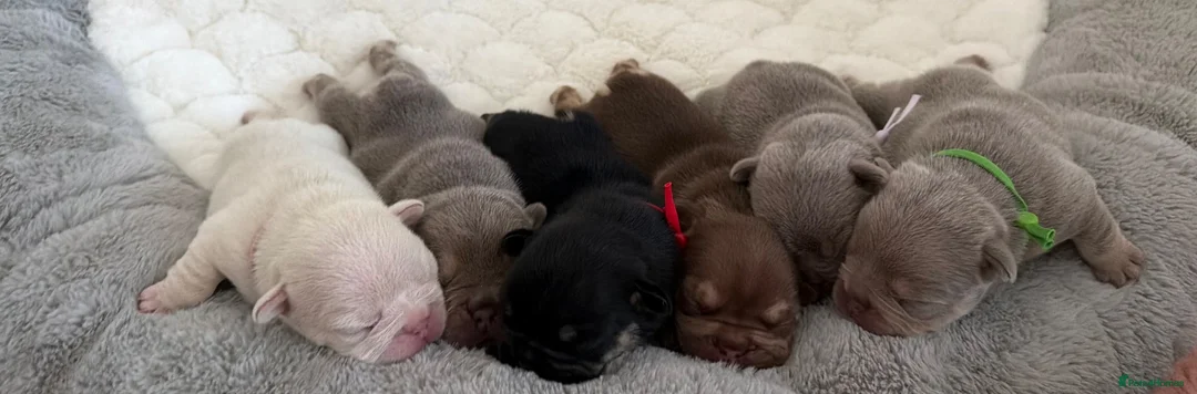 French Bulldog dogs for sale: KC French bulldog puppies highly healthed parents - Advert 2