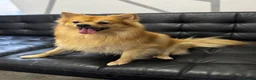 German Spitz dogs for sale: German spitz  - Advert 5