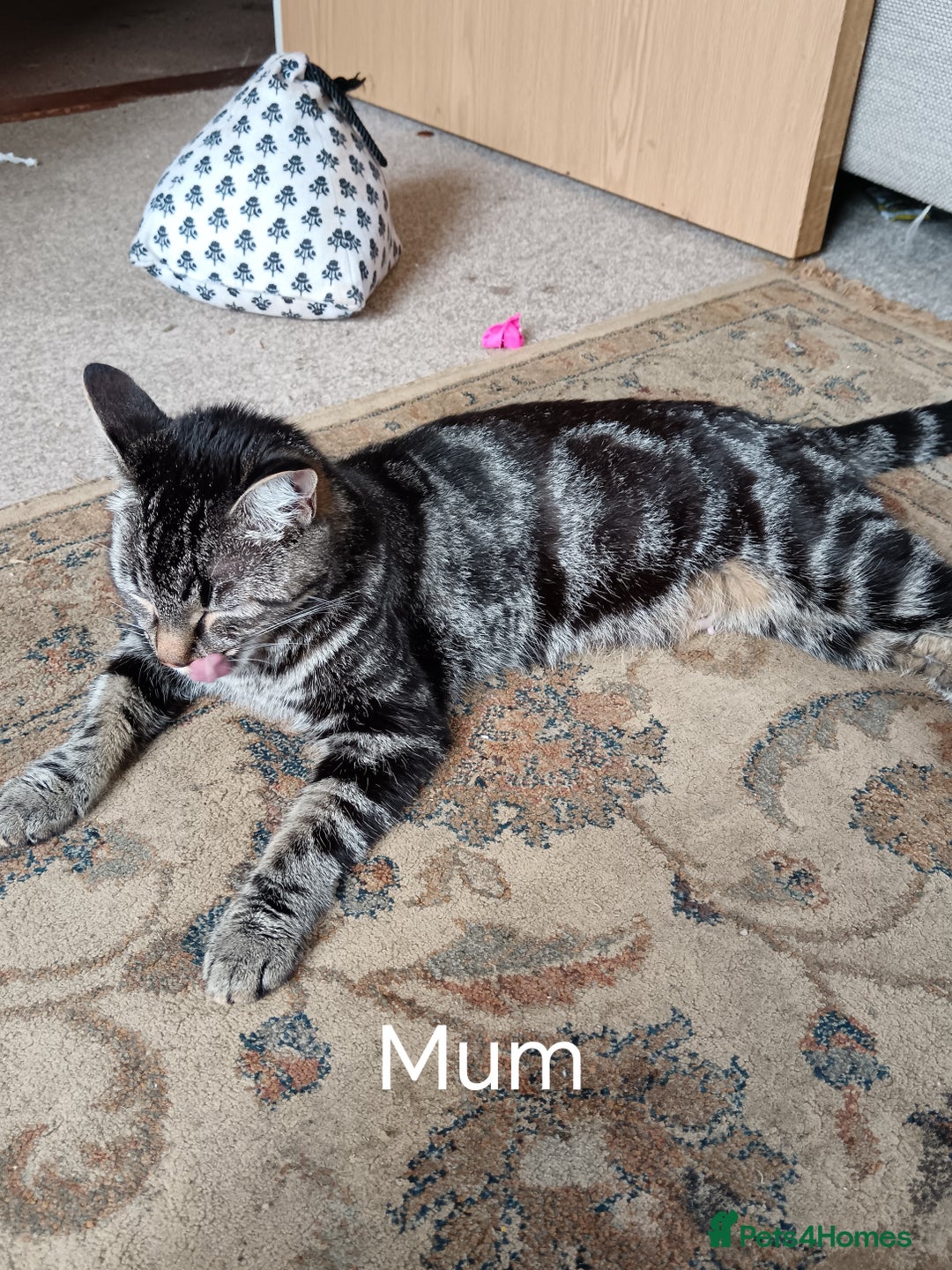 Mixed Breed cats for sale: Kittens Long Hair and Short Hair - Image 8