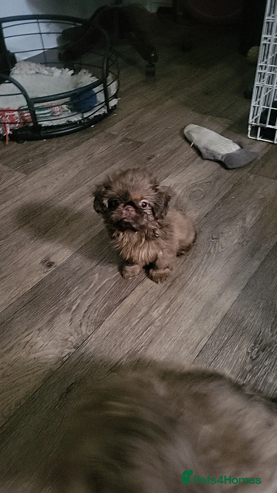 Shih Tzu dogs for sale: shih tzu imperial small girl & boy choc orange  - Advert 3
