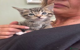 Ragdoll cats for sale: GCCF Ragdoll-Mix Kittens – Rare & Longhaired 🐾 - Image 7