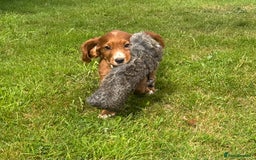 Cocker Spaniel dogs for sale: KC REG Cocker spaniel pups - Image 1