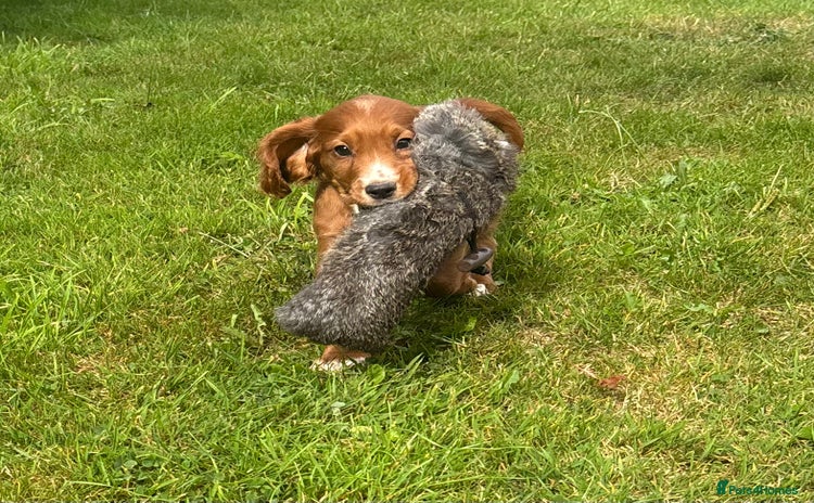 Cocker Spaniel dogs - Advert 14